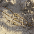 Custom/Personalized Anklet Lee